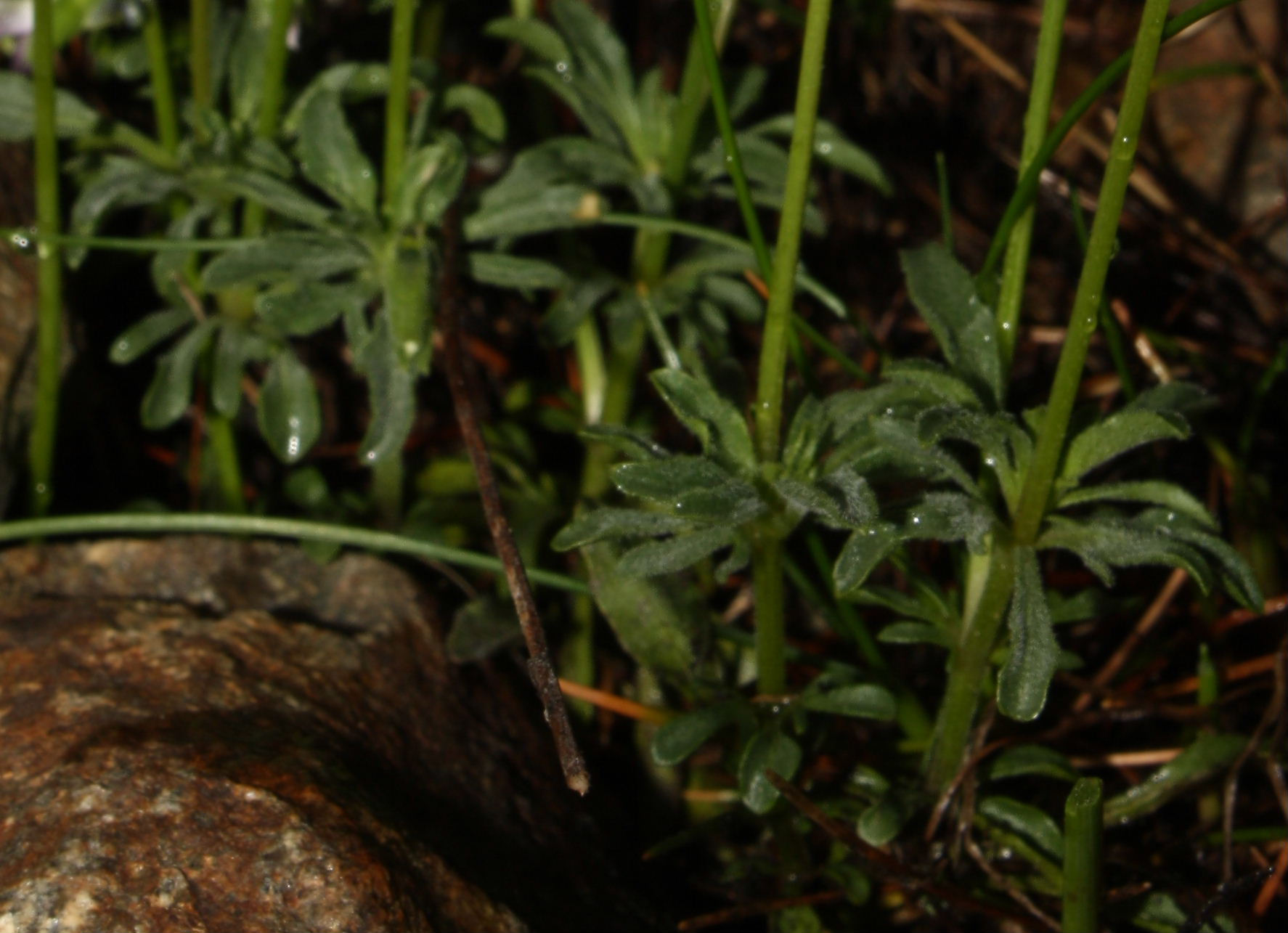 Viola valderia / Viola di Valdieri